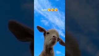 cute 😘😘#shortvideo