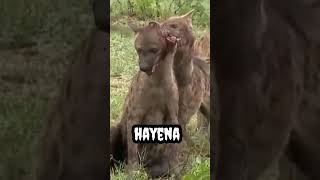 Hayena #shorts #viral #trending