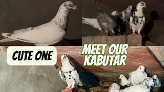 Aaj kabutaro ka vlog on subscriber demand.