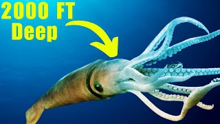 Giant Squid Facts YOU Didn't Know