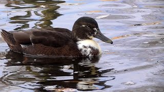 Как птицы встретили внезапную зиму в начале ноября. How the birds met the sudden winter.