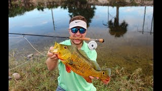 fly fishing for peacock bass with a 8wt fly rod(Miami Florida)