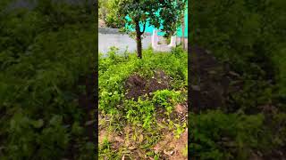 Weeds in our garden🌸வேறு வழியே இல்லாமல் களைக் கொல்லி அடித்தோம்🌸 சிறந்த வழி இருந்தால் சொல்லுங்கள்