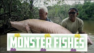 monster fish in aquarim | top aggressive fish