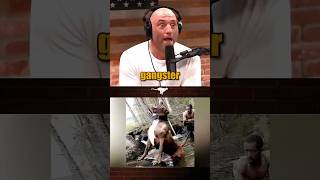 The MOST Aggressive Dog? 💀 #shorts #shocking #dog #cat #joerogan #jre #podcast