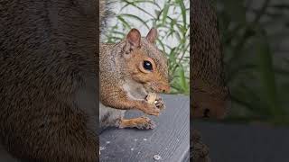 #adventureswithchewy #treesquirrel #cutesquirrel #iowalife #squirrel