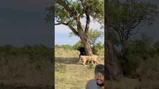 Smart lion loses a buffalo 🦬🦁🤣 #shorts #lion #buffalo