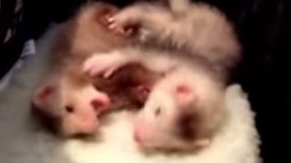 Cute Ferret Babies Playing