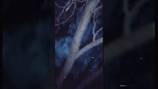 Tape 1 - The woods - #analoghorror #horrorshorts #foundfootage #creppypastas #creepy #ai