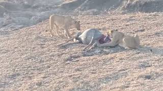 How Two Lioness Killed A Pregnant Wilderbeast And Celebrate Eating It#short