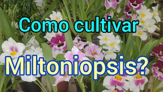 Como cultivar Miltoniopsis? O Ogro responde!