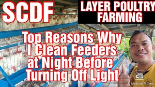 Layer Poultry Farming || Top Reasons Why Clean Feeders at Night