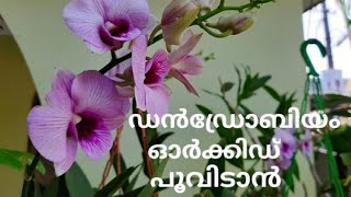 Dendrobium orchid care tips | ഡൻഡ്രോബിയം ഓർക്കിഡ് പരിപാലനം