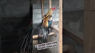 Ayam Hias Assel Parrot #ayam #assel #parrot #shorts