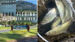 Shad Fishing Columbia River, find out how to! ￼#pnw #fishing #outdoors #shad #river #fish