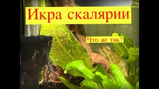 Икра скалярии. Три дня наблюдений.