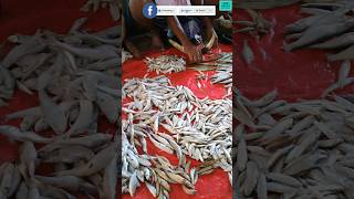 Wow 🐠 Fish Lover Must Watch the Video 🐟 Calcium Depo🐠 #shorts #viralvideo