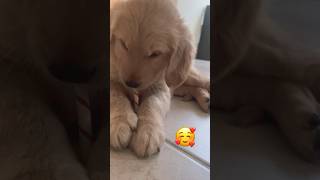 DreamBone puppy enjoys a DreamBone 🥰🦴 #goldenretriever #puppyvideos #cutepuppy