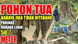 POHON TUA UMUR HAMPIR 100 TAHUN_GOTONG ROYONG TEBANG POHON TUA_KAYU PELAIK