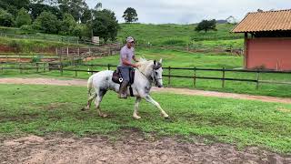 Dica de cavalo com dificuldades de apoio na embocadura