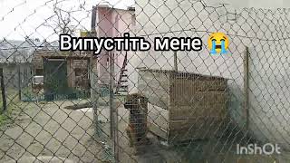 спасає Андрія Gravity bal