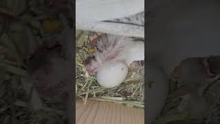 first cockatil baby hatched today