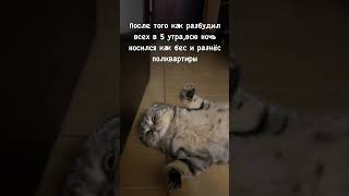 Жизнь удалась #юмор#кошка#жиза#прикол#рек#смех#тренд#cats