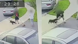 Pit Bull seized after two fatal dog attacks