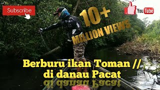 Berburu ikan Toman // Ganasnya toman di danau Pacat