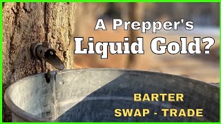 How to Tap Maple Trees | How to Collect Maple Sap | Homesteading | Self-sufficiency | Grid down