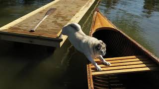 Dog Fails - Pug tries to get in canoe and gets it wrong- splash!