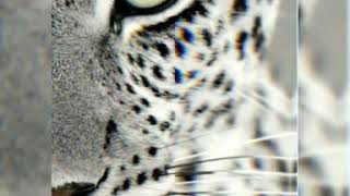 Cheetah whatsapp status