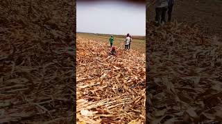 ###shortvideo #makoi khete #shorts