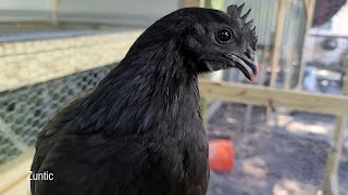 introducing new chickens to flock, letting them fight it out to setup new pecking order