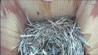 Bernheim Live Bluebird Cam