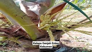 Kelapa Genjah Entog Kebumen (GEK) #pertanian