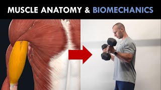 Muscle Anatomy & Biomechanics | Exercise Selection for Hypertrophy Training