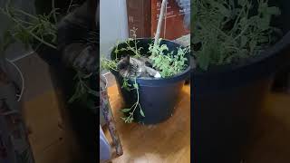 My Cat In Her CatMint...