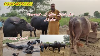 Neli Daryae Satlug ki khubsurat jhotia for sale Okara Animal TV 21/7/2024 03004576252