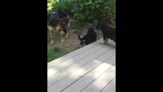 Water Bottles are more fun than toys. German Shepherd mom and pups!