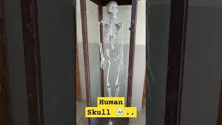 Human skull #science #shorts #sciencefacts #scienceexperiment #biology