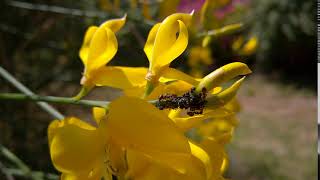 Ameisen melken Blattläuse / Ants milking aphids