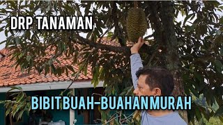 DRP TANAMAN : BIBIT  BUAH-BUAHAN  MURAH