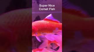 Ikan Komet, Super Cantik #cometfish #goldfish #aquarium #shorts