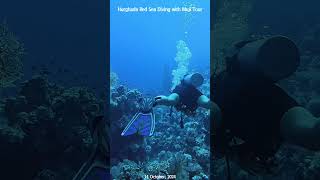 [4K] Drift to the Coral Reef / Egypt Hurghada Red Sea Boat Diving #shorts #scubadiving