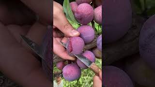 Amazing Fruit Cutting | Oddly Satisfying | Farm Fresh Ninja Fruit Cutting #shorts #fruitcutting