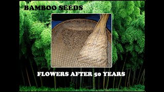 DO U KNOW BAMBOO FLOWERS AND HAVE A SEED? WE CALL IT TALUM