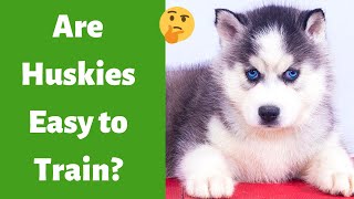 Are Huskies Easy to Train? How difficult is it to Train a Husky Dog?