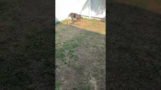 Charlie plays fetch #shorts #germanshepherdpuppy #viraldogsvideos #cutedogs #1kviews #subscribe