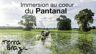 Voyage Brésil : Immersion dans la région du Pantanal avec Terra Brazil